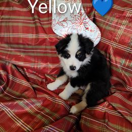 Miniature Australian Shepherd Puppies from Terri's Mini Aussies