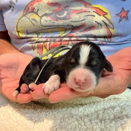 Thor - Tri-color male Bernedoodle puppy in Ferguson, North Carolina from Elevated Standards NC