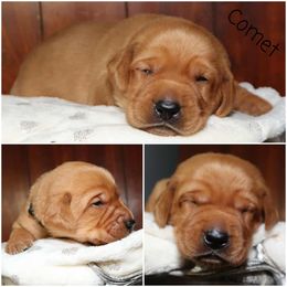 Comet-Black collar - Yellow male Labrador Retriever puppy in Twin Falls, Idaho from Whispering White Pines Labradors
