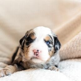 Cash - Merle male Bernedoodle puppy in Narvon, Pennsylvania from CBKB Bernedoodle’s