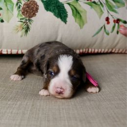 Linnie - Merle female Bernedoodle puppy in Murray, Utah from Sun Valley Doodles