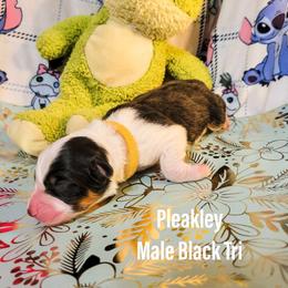 Australian Shepherd Puppies from Gordon and Sons Farms