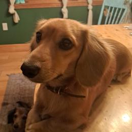 Dachshund puppies from Asperida Spinoni and Dachshunds
