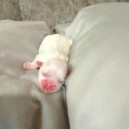 Boy 3 - White male Shih Tzu puppy in Bardstown, Kentucky from Kelly Clark's Shih Tzu