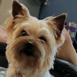 Snuggles - Yorkshire Terrier