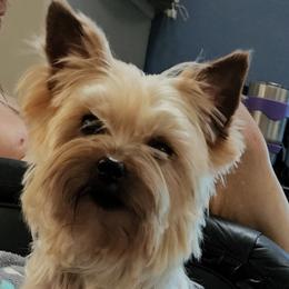 Snuggles - Yorkshire Terrier