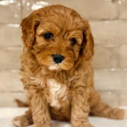Sleepy - Apricot male Cavapoo puppy in Preston, Idaho from Shaffer Top Notch Puppies