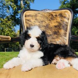 Bernedoodle and Pyredoodle Puppies from FDF Pyredoodles & Bernedoodles