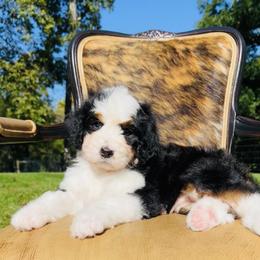 Bernedoodle and Pyredoodle Puppies from FDF Pyredoodles & Bernedoodles