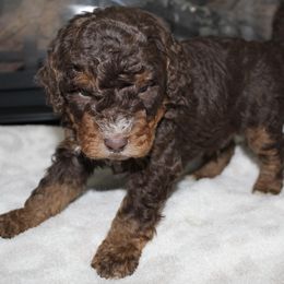 Joseph - Brown male Bernedoodle puppy in North Ogden, Utah from Flying S Mini Dachshunds
