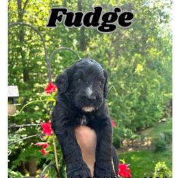 Fudge - Black and white male Bernedoodle puppy in High Point, North Carolina from Kingsfield Doodles