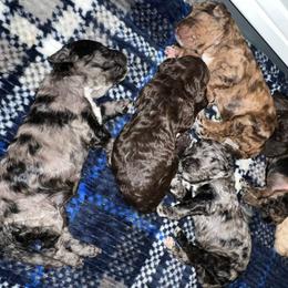 Australian Labradoodle Puppies from Golden Xpress Labradoodles