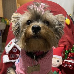 CoCo - Yorkshire Terrier