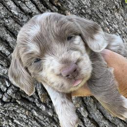 Truffle - Dapple female Dachshund puppy in Bentonville, Arkansas from Boujee Buns Dachshunds
