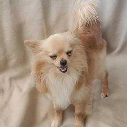 Simba - Chihuahua