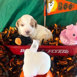 Isolde - Red and white female Cockapoo puppy in Holton, Indiana from MoonShine Babies / OZ
