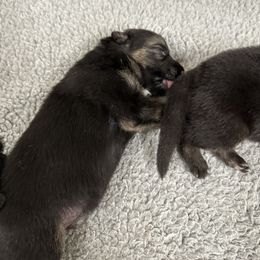 German Shepherd Puppies from Playmate Kennels and Stables