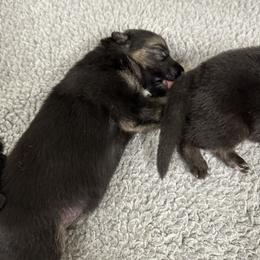 German Shepherd Puppies from Playmate Kennels and Stables
