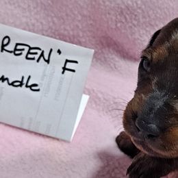 Yellow Girl - Red Dachshund puppy in Poplar Bluff, Missouri from BW Poodles and Dachshunds