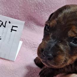 Yellow Girl - Red Dachshund puppy in Poplar Bluff, Missouri from BW Poodles and Dachshunds