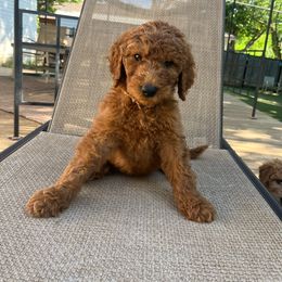 Hazelnut - Red  Goldendoodle puppy in Fort Worth, Texas from Shapa Breeding