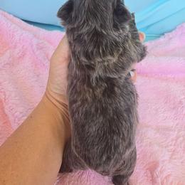 Blue - Blue female French Bulldog puppy in West Haven, Utah from Doxie Trails LLC