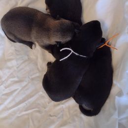 Schipperke and Shiba Inu Puppies from Aria Show Dogs