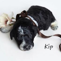 Kip - Black and white male Springerdoodle puppy in Fargo, North Dakota from Dakota SpringerDoodles