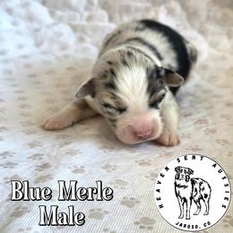 Venice - Blue merle male Toy Australian Shepherd puppy in Jaroso, Colorado from Heaven Sent Aussies