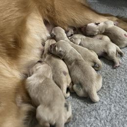 Blue - Light golden Golden Retriever puppy in Trenton, Texas from Scout's Legacy Golden Retrievers