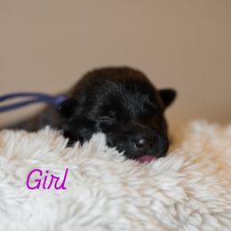 Purple - Silver brindle female Dutch Shepherd puppy in Auburn, Georgia from Faberge Hollandse Herdershond