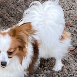 Una - Papillon