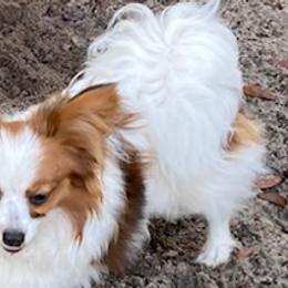 Una - Papillon