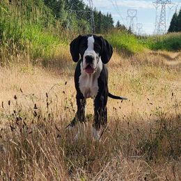 Mantle female - Mantle female Great Dane puppy in Gig Harbor, Washington from Lakaya Danes