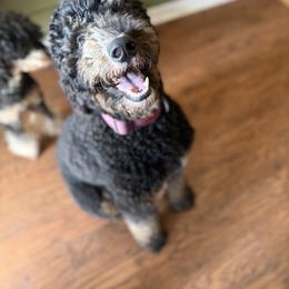 Bernedoodle puppies from Bernedoodles of Florida