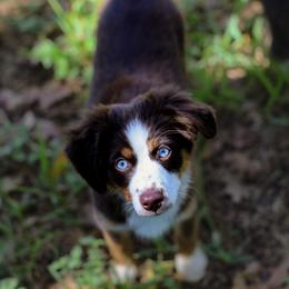 America - female Toy Australian Shepherd puppy in San Antonio, Texas from Wigglebutts Unlimited