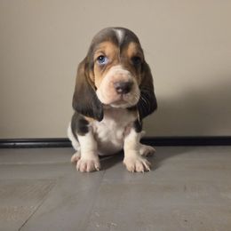 Lyla 2680 - Blue tan and white female Basset Hound puppy in Denison, Texas from Emma Lou's Baby Bassets