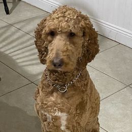 Bootsie - Goldendoodle