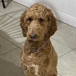 Bootsie - Goldendoodle