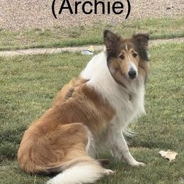 Collie and Scottish Collie All Grown Up from Lawson’s Lassies