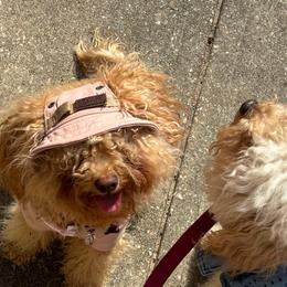 Barbie - Cavapoo