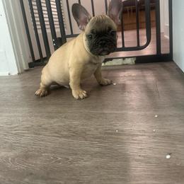 Light Blue - Fawn and white male French Bulldog puppy in Anaheim, California from Brightest Days Ahead