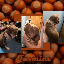 Jasmine - Chocolate female Dachshund puppy in Brazil, Indiana from King Duke Dachshunds