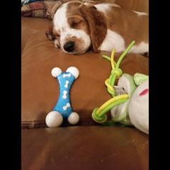 Welsh Springer Spaniel Puppies from Tropic Welsh Springer Spaniels