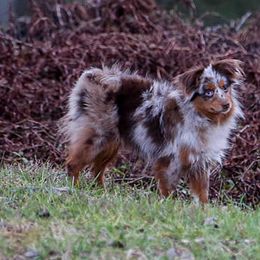 Toy Australian Shepherds from The Sky Is Falling Toy Aussies
