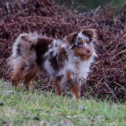 Toy Australian Shepherds from The Sky Is Falling Toy Aussies