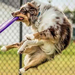 Marlin - Miniature Australian Shepherd