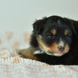Twinkle - Black tri female Toy Australian Shepherd puppy in Hartman, Arkansas from Southern Edition Aussies