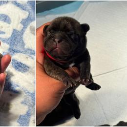 French Bulldog Puppies from Tip Top Bully House