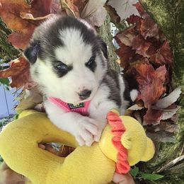 Mika girl 4 - Black and white female Siberian Husky puppy in Springfield, Massachusetts from 16acreshuskies